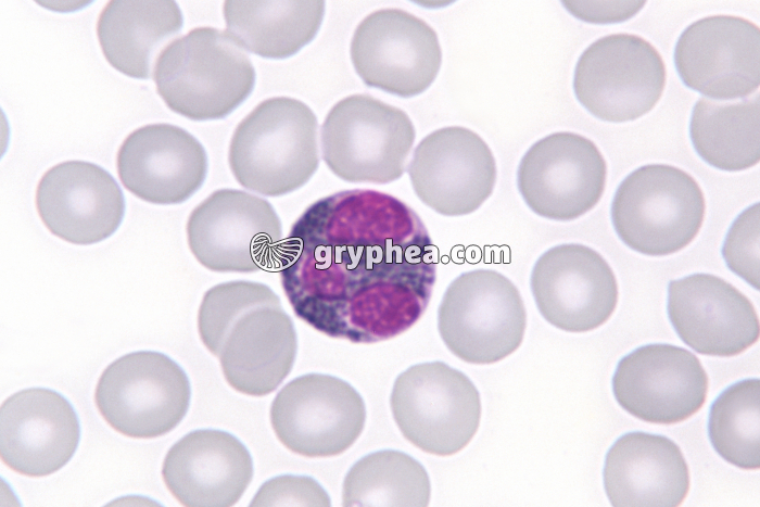 Granulocyte éosinophile x400 - gryphea.org